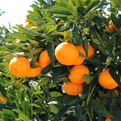 先行受付2026年11月より順次発送【まごころ手選別】有田みかん3kg(2S～Lサイズ混合)