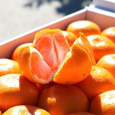 先行受付2026年11月より順次発送【まごころ手選別】有田みかん約4kg(2S～Lサイズ混合)