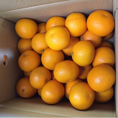 【2027年1月より順次発送】和歌山県産　八朔(はっさく)約10kg　3S～S【まごころ手選別】