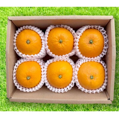 【2027年1月より順次発送】和歌山産　八朔　6玉×3箱　L～2Lサイズ【まごころ手選別】