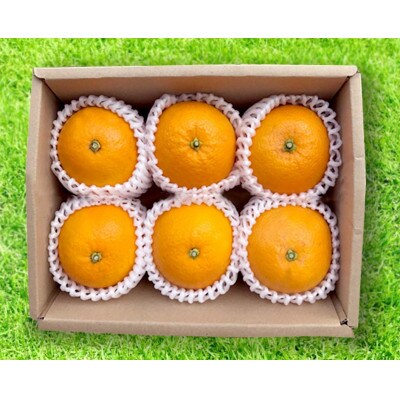 【2027年1月より順次発送】和歌山産　八朔　6玉×4箱　L～2Lサイズ【まごころ手選別】