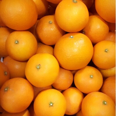 【2027年3月上旬より順次発送】和歌山県産　清見　約7.5kg秀品(サイズ混合)【まごころ手選別】