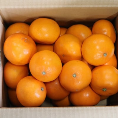 【2027年2月より順次発送】　和歌山県産　せとか　約5kg　秀品　【まごころ手選別】