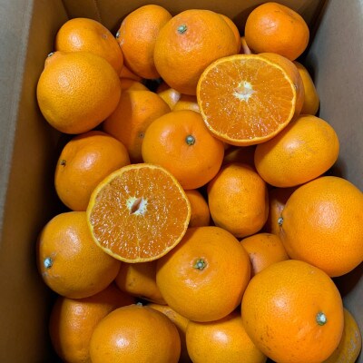 【2027年2月より順次発送】　和歌山県産　せとか　約5kg　家庭用　【まごころ手選別】