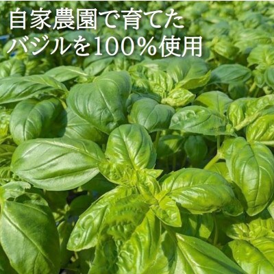 濃厚・無添加　バジルソース(ジェノベーゼソース)　瓶　100g×5本