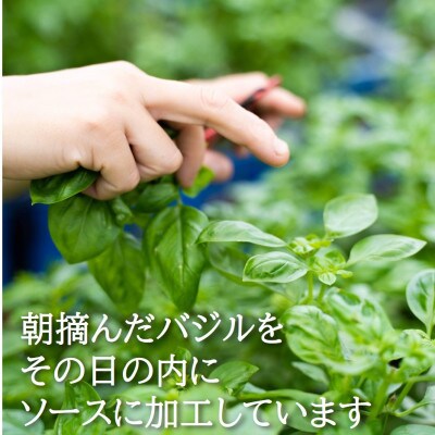 濃厚・無添加　バジルソース(ジェノベーゼソース)　瓶　100g×5本