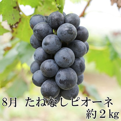 【発送月固定定期便】和歌山の夏の人気フルーツ定期便全3回