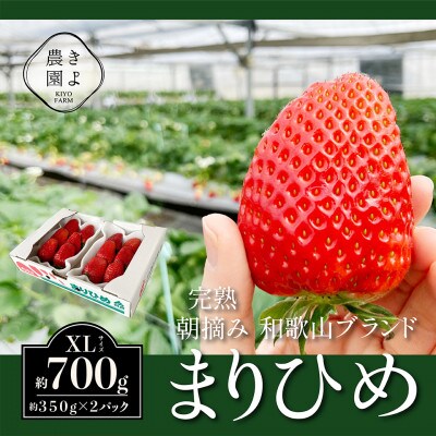 先行受付　大粒まりひめイチゴ　朝摘　6個～11個入×2パック