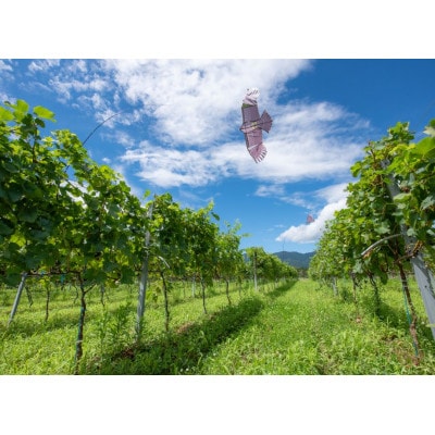 【ワインコンクール受賞】富山県南砺市 Domaine Beau ドメーヌボー　ブラン　2022