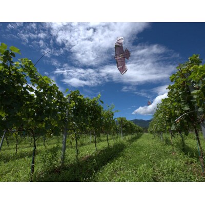 Domaine Beau 立野原 Nansamble  2023