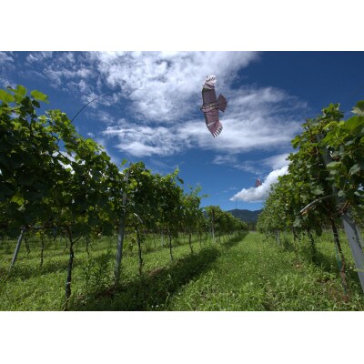 Domaine Beau 立野原 hineri オレンジ 2023