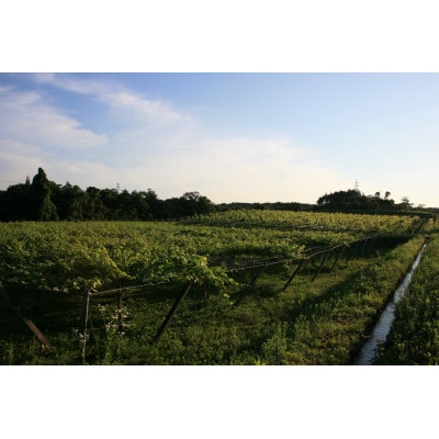 【富山県富山市】ホーライサンワイナリーの赤ワイン「わるだくみ2019」　1本(720ml)