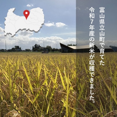 【令和7年産】精米 ヘルジアンウッド米 5kg 富山県産コシヒカリ