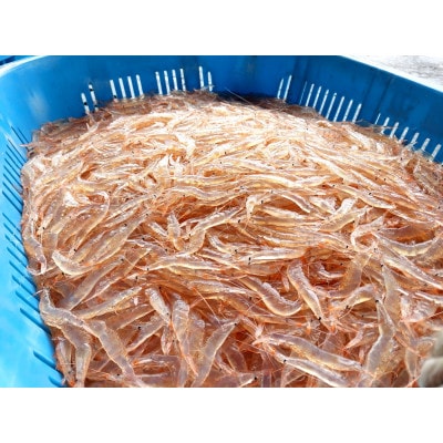 シロエビ殻付き150g×3p
