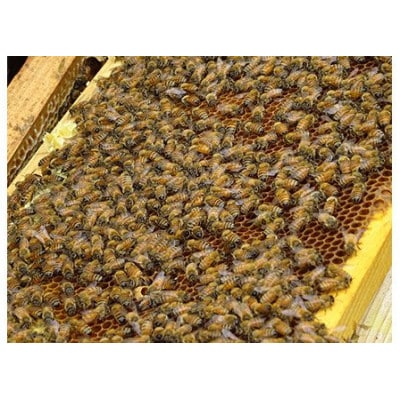 みかん蜜 百花蜜 季節の蜂蜜　150g3本セット