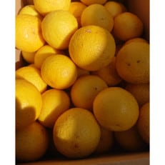 湘南ゴールド　3kg