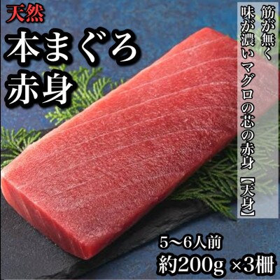 天然本鮪 赤身 約200g×3柵 貴重な天然まぐろの赤身の部位【天身】を使用!【神奈川県小田原早川】