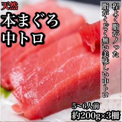 天然本鮪中トロ 約200g×3柵　5〜6人前 上質な脂が美味しい中トロ!【神奈川県小田原市早川】