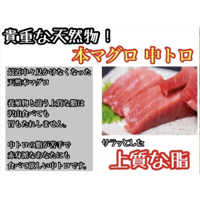 天然本鮪中トロ 約200g×3柵　5〜6人前 上質な脂が美味しい中トロ!【神奈川県小田原市早川】
