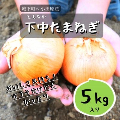 【令和6年出荷】城下町の下中たまねぎ 5kg