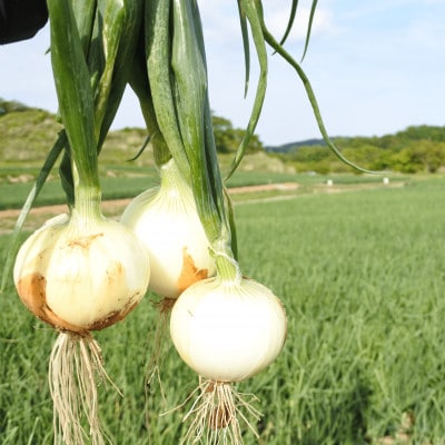【令和6年出荷】城下町の下中たまねぎ 5kg