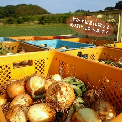 【令和6年出荷】城下町の下中たまねぎ10kg