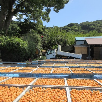 完熟十郎梅干700g樽化粧【曽我梅林産】