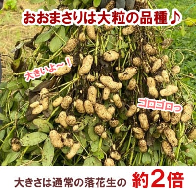 甘くて大きい　ホクホクゆで落花生おおまさり　1.5kg