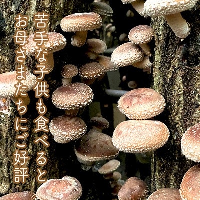 原木生椎茸と椎茸のソース&味噌&佃煮、椎茸の廃ホダを肥料に育ったみかんジャムのセット