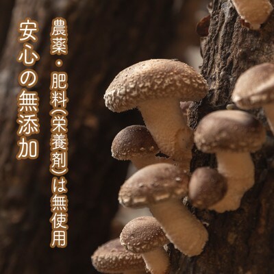 椎茸加工品セット(加工品4種セット-ふき)