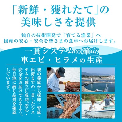 活き〆冷凍車海老「薩摩隼人車海老」約125g(4～6尾入)×3パック【MBC開発】　B-014 