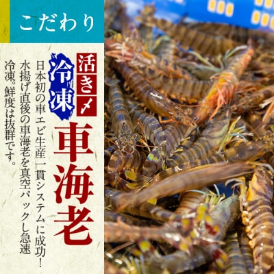 活き〆冷凍車海老「薩摩隼人車海老」約125g(4～6尾入)×3パック【MBC開発】　B-014 