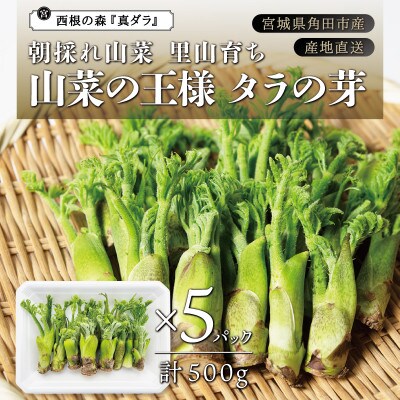 北海道 天然 タラの芽 500g+α 【公式通販】 北海道 天然 タラの芽 500g+α 【公式通販】