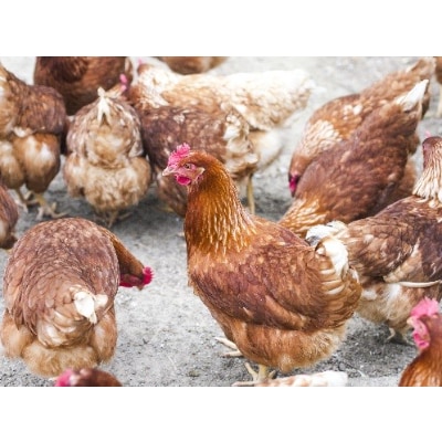 ～八ケ岳のふもと～　平飼い有精卵「あさひのたまご」70個 + 破卵保障10個