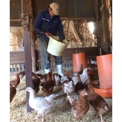 ～八ケ岳のふもと～　平飼い有精卵「あさひのたまご」70個 + 破卵保障10個