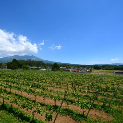 ドメーヌ・パスレル　山梨県北杜市産　白・ロゼワイン2本セット