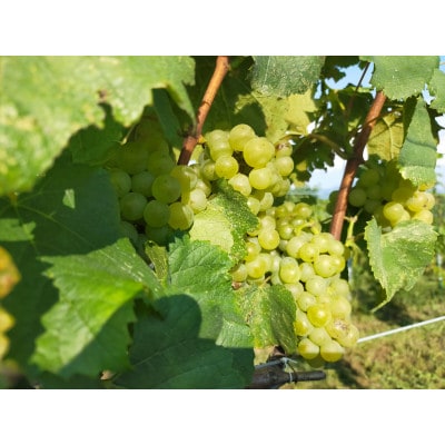 Passerelle Blanc(パスレル ブラン) 2024