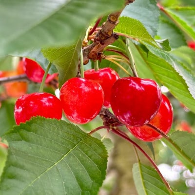 完熟大玉さくらんぼ 3～4L バラ詰め 約500g(佐藤錦または紅秀峰)