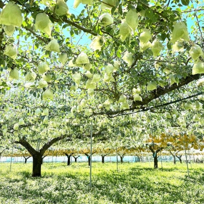 【先行予約】西洋梨3～4玉・ラフランスジュース詰め合わせセット