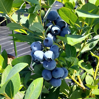今が旬!甲斐駒ケ岳の清流に育まれたこく味溢れる完熟ブルーベリー　250g×4パック