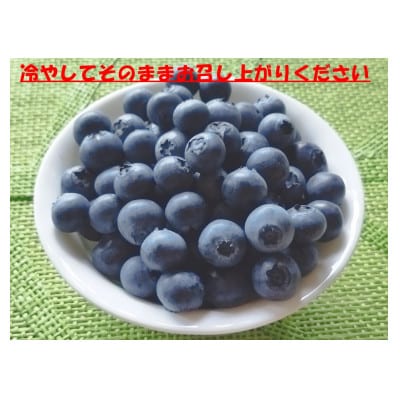 7月下旬まで!!  農家秘蔵の極甘ブルーベリー　中粒500g(250g×2パック)