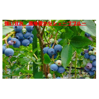 7月下旬まで!!  農家秘蔵の極甘ブルーベリー　中粒500g(250g×2パック)
