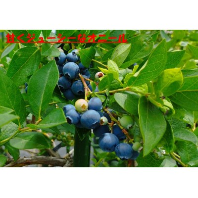 7月下旬まで!!  農家秘蔵の極甘ブルーベリー　中粒500g(250g×2パック)