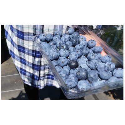 2026年6月～7月発送予定!大きく甘い、完熟ハイブッシュブルーベリー1kg(250g×4パック)
