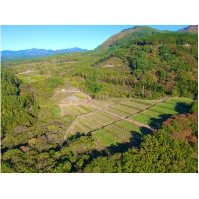 【先行受付2023年10月以降順次発送予定】八ヶ岳南麓の天然水で育てたシャインマスカット　1.5kg