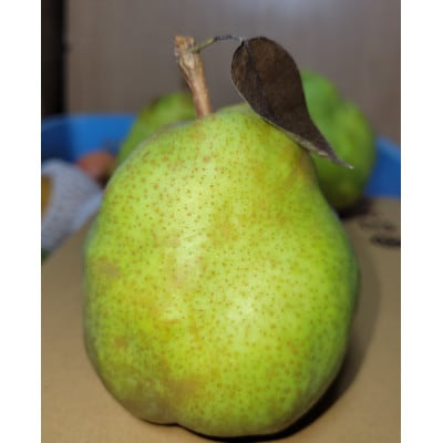 太陽の陽をたくさん浴びた西洋梨　ラ・フランス　2kg(5～7個)