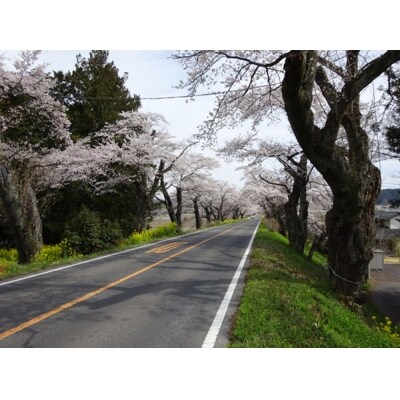 新たな桜並木に名前を刻もう!〈新早乙女桜並木への銘板設置〉10,000円新たな桜並木に名前を刻もう!