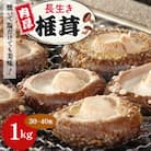 焼いて塩だけでも美味!「肉厚」長生き椎茸1kg(30～40枚)×1パック