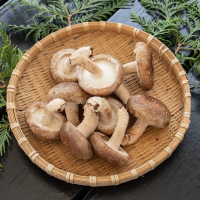 焼いて塩だけでも美味!「肉厚」長生き椎茸800g(24～34枚)×1パック