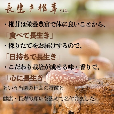 焼いて塩だけでも美味!「肉厚」長生き椎茸800g(24～34枚)×1パック